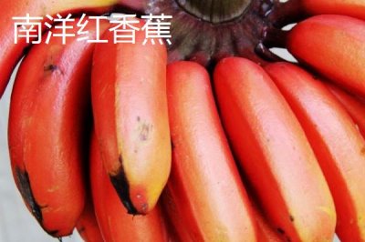 香蕉的产地,原产地是东南亚