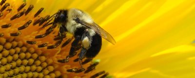 蜜蜂晚上合群会不会打架,同样可能打架