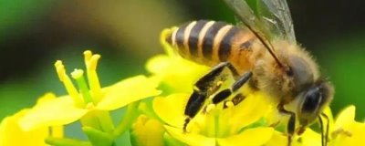 养蜂十二口诀,一月保温、二月通风