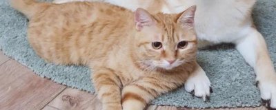 猫为什么突然咬人，可能是长时间被抚摸或受到惊吓等导致