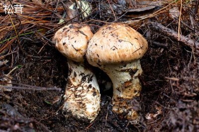 食用菌的种植市场,在我国市场需求大