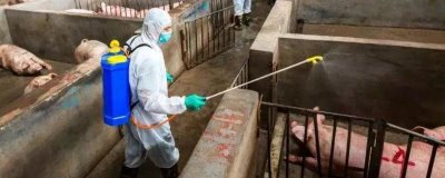 猪舍消毒后多久可以进猪，进场时间要以使用的消毒剂为参照