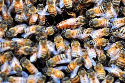 意蜂怎样组织双王群,先混淆两群蜂的群味后再组成双王群