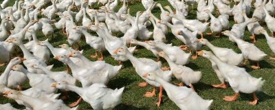 鹅腿软站不起来的原因和解决方法，饲料中的钙含量不足、运动量过少均会导致