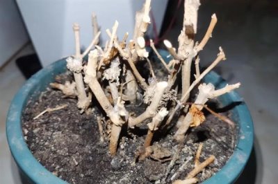 茉莉花烂根的原因及解决方法，可能是盆土不适或浇水不当所致