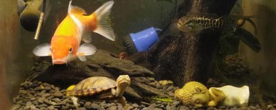 锦鲤可以和鹦鹉鱼混养吗,二者性情不同不建议混养