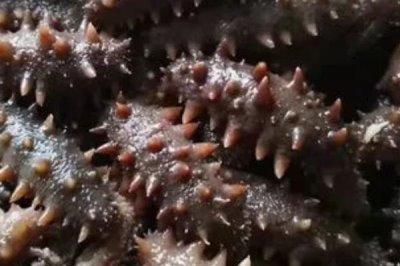 野生海参的价格,价格与季节和市场行情相关