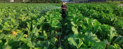 菜心有哪些病虫害防治措施,要选择抗病力强的品种