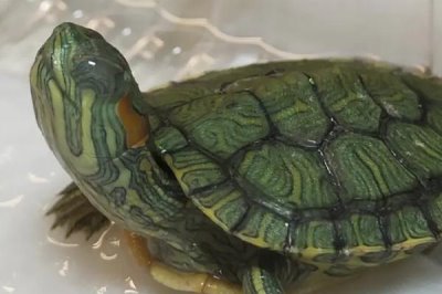 巴西龟白眼病的原因,可能是水质太差、长期不换水等