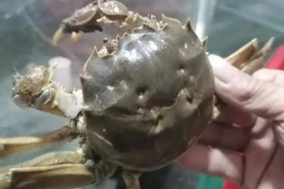 大闸蟹的产地，阳澄湖、固城湖、太湖等地方均有产出