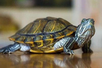 阿莫西林对乌龟的作用,可治疗肺炎等常见疾病