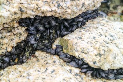 海虹的价格,内陆地区的售价高于沿海地区