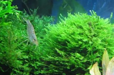 鱼缸的水会变绿的原因,可能是光照过多或过度施肥等
