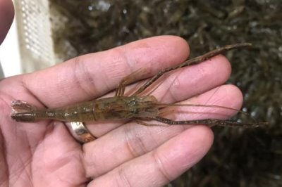 草虾的养殖技术,可在晴天上午投放草虾苗