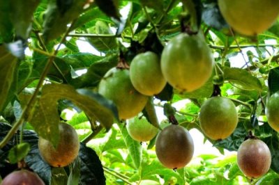 百香果未来的种植前景,需求较多目前来看前景较好