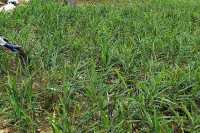 如何防治生姜姜瘟病,播种前要对姜种做消毒处理