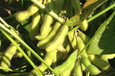 佳豆18大豆种简介,适当增加种植密度