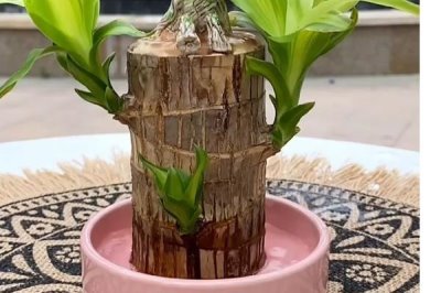 如何水培巴西木,每隔10天添加一次氮肥等肥料