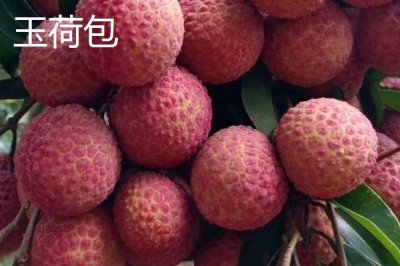 御金球荔枝品种的特性,生长势较强且裂果率低