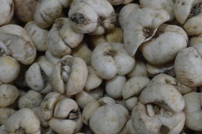 浙贝母是什么植物,是多年生草本植物