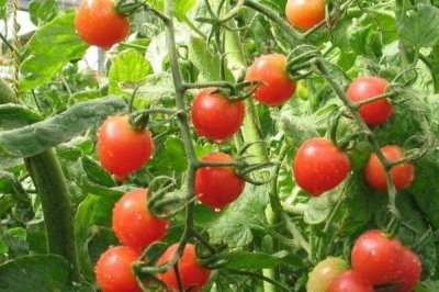 大棚西红柿产量低的原因,昼夜温度低或通风不当都会导致