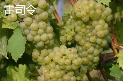 酿制葡萄酒的方法,采摘后需经过多道工序处理才能装瓶