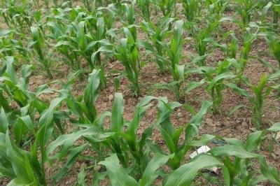 诚糯8号玉米种子介绍,注意防治苗期地下害虫