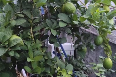 柠檬树叶子打卷的原因，可能是土壤不适或浇水不足所致