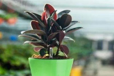 怎么养橡皮树，幼株每隔一年更换一次盆土