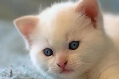 猫咪眼睛发炎的后果,感染了结膜部位会红肿