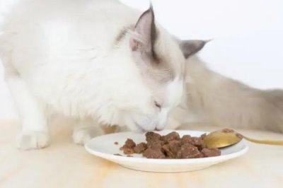 怎样给猫咪补充营养,可喂一些羊奶、奶酪、鸡蛋黄等
