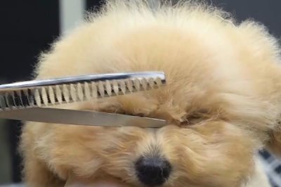 剪毛对狗狗有哪些危害,会引发各种皮肤疾病和自卑心理