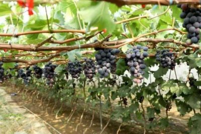 如何在家种植葡萄，首先应根据种植环境选好品种