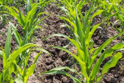 绵单23玉米品种简介，春播平均生育期118.8天