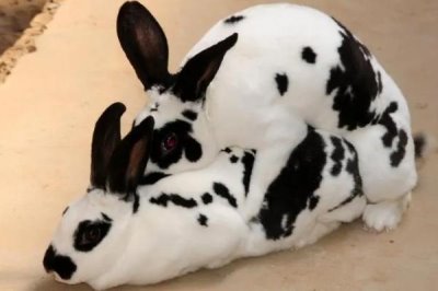 獭兔配种技术,直接影响着獭兔的产量