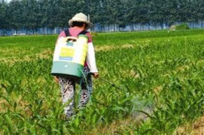 玉米脱肥症状，缺氮时叶尖黄化、缺磷时叶片边缘呈浅紫色、缺钾时叶尖呈烧焦状