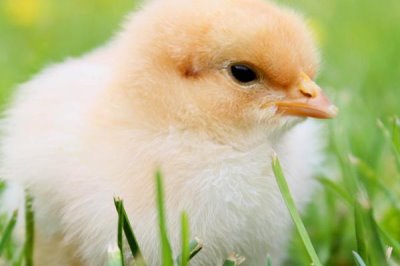 散养土鸡成本,饲养一只土鸡纯利在10元-20元