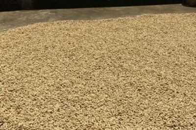 花生收获、留种、晒种和贮藏技术,收获后应带秧倒置在田间晾晒