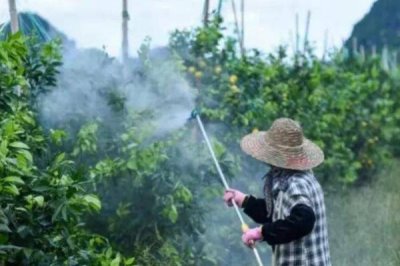 多抗霉素能防治哪些病害，对蔬菜苗期碎倒病、黄瓜霜霉病等有效