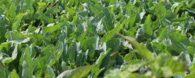 大青叶是什么植物,是一种二年生的草本植物