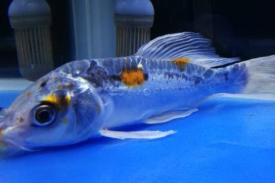 锦鲤会睡觉吗,与人一样会睡觉