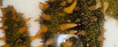 海参的养殖注意事项,要勤换水