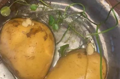 土豆能不能种在水里,可以在水中种植