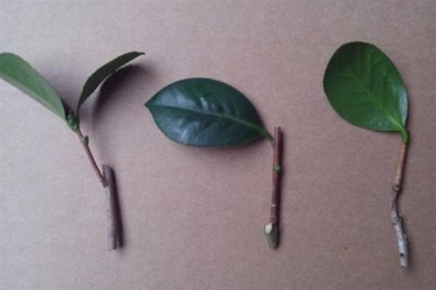 茶花如何繁殖，可扦插也可靠接