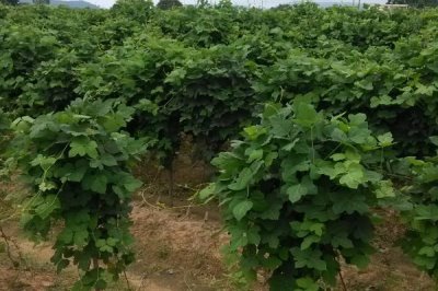 菜用葛根的种植前景,目前来看前景较广阔