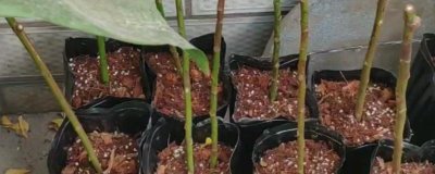 野蔷薇老杆如何扦插,尽可能在冬季或早春期间进行