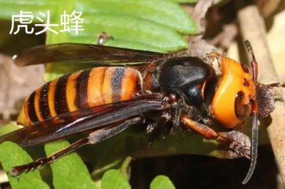 人头蜂与虎头蜂的性情，二者都属于凶猛的蜜蜂品种