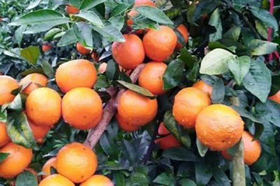 091无核沃柑的适宜种植地区,湖南、海南、福建、台湾等省份适合种植