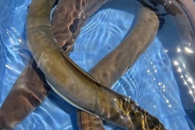 山坑鳗的产地分布,分布于太平洋、印度洋、大西洋等地