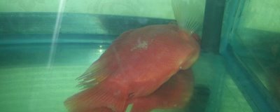 鹦鹉鱼的病态表现，根据症状作为确诊的主要依据